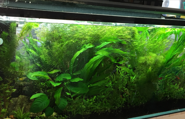 蜈蚣草水草怎么养长得快