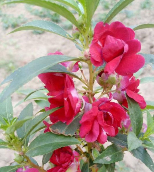 凤仙花怎么种