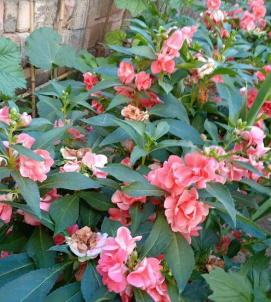 凤仙花怎么种