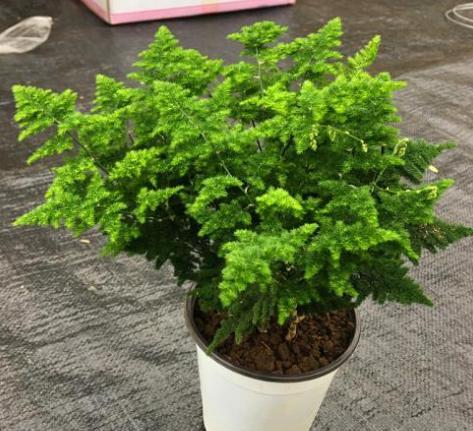 云竹怎么养才粗壮