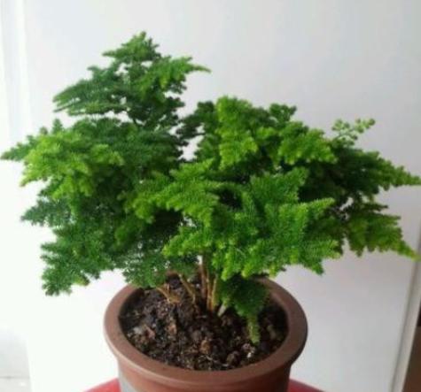 云竹怎么养才粗壮