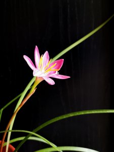 风雨兰的花语是什么 风雨兰的象征和寓意