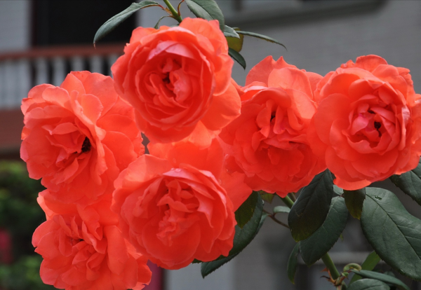 18朵玫瑰花含义