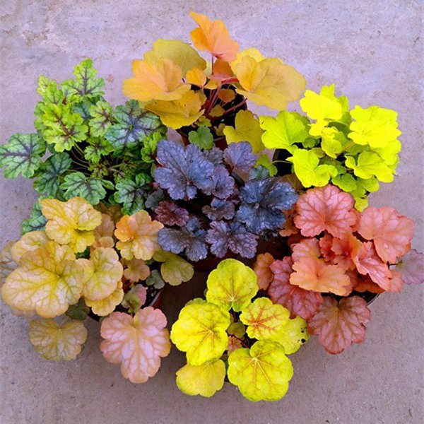 耐阴宿根花卉有哪些