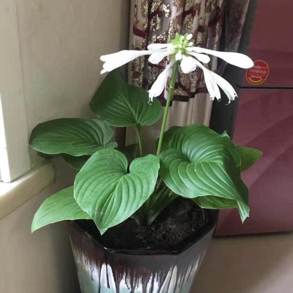耐阴宿根花卉有哪些
