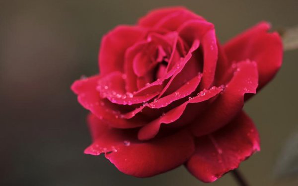 红玫瑰的花语是什么