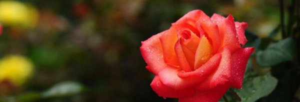 送6支玫瑰花代表什么