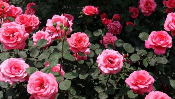 送6支玫瑰花代表什么