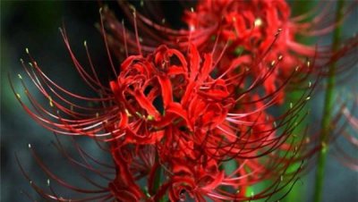 彼岸花的花语是什么 关于彼岸花的传说
