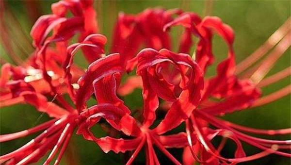 彼岸花的花语是什么