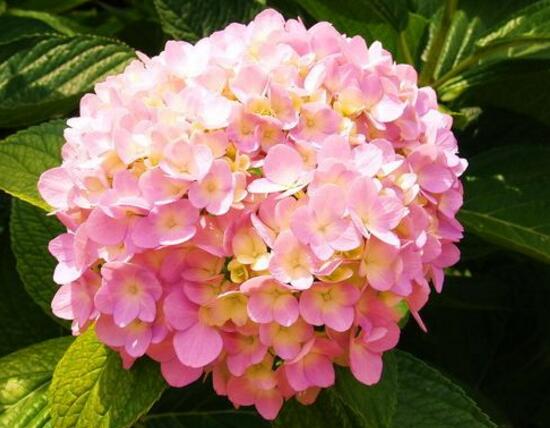 绣球花寓意着什么意思