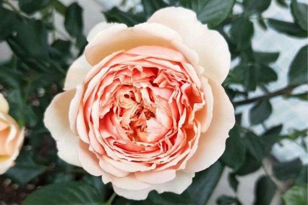 真宙月季是藤本还是灌木