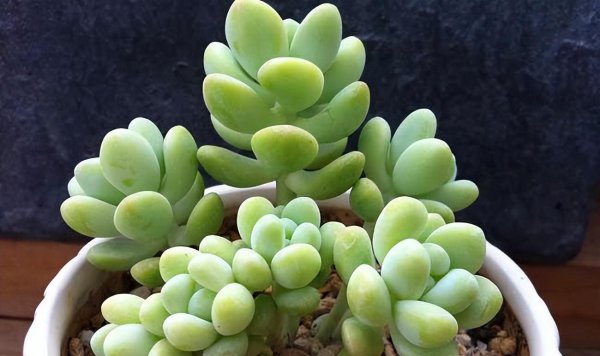 什么多肉有香味又好养