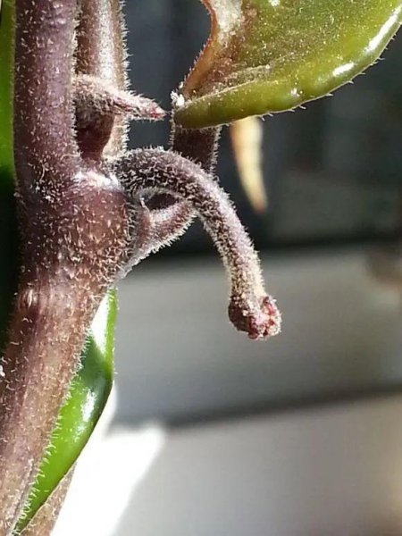 球兰刚出花梗的图片