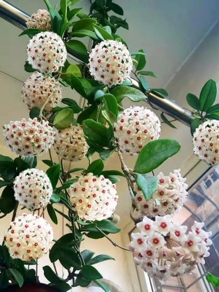 球兰刚出花梗的图片