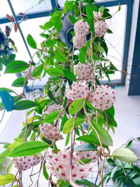 球兰刚出花梗的图片