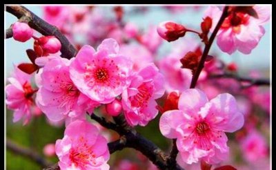 梅花一共有几种颜色 梅花的主要品种分类
