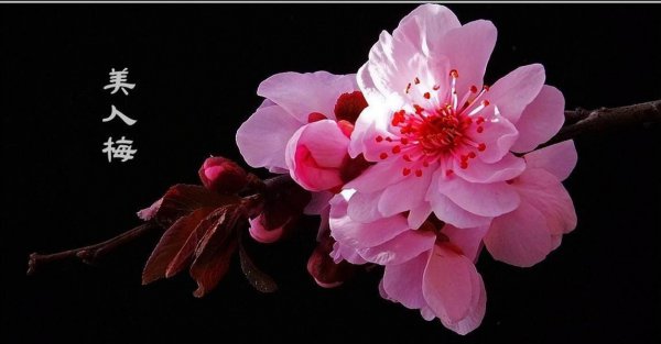 梅花一共有几种颜色
