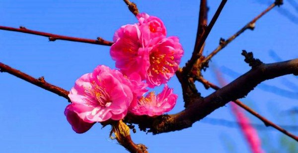 梅花一共有几种颜色