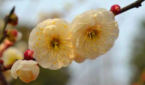 梅花一共有几种颜色