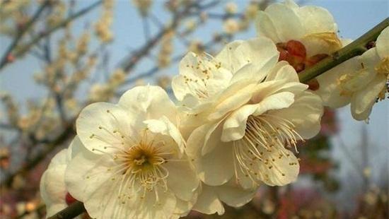 梅花一共有几种颜色