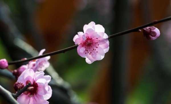 梅花一共有几种颜色