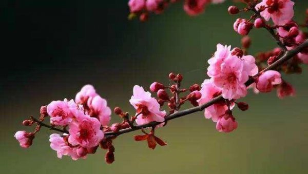 梅花一共有几种颜色