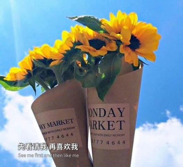 蓝色玫瑰花的花语是什么