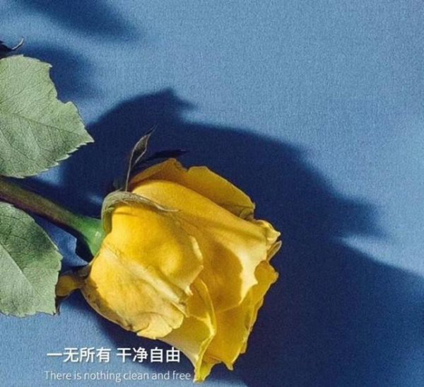 蓝色玫瑰花的花语是什么