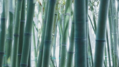 小琴丝竹和黄金间碧竹的区别 花卉竹子的种类及照片