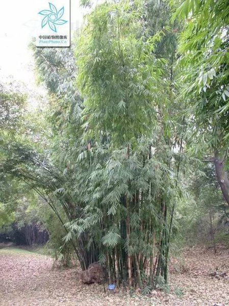 小琴丝竹和黄金间碧竹的区别
