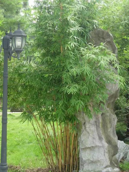 小琴丝竹和黄金间碧竹的区别