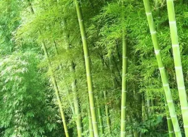小琴丝竹和黄金间碧竹的区别