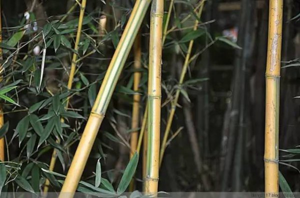 小琴丝竹和黄金间碧竹的区别