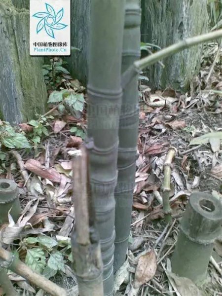 小琴丝竹和黄金间碧竹的区别