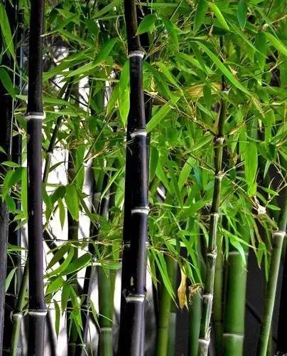 小琴丝竹和黄金间碧竹的区别