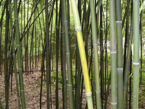 小琴丝竹和黄金间碧竹的区别