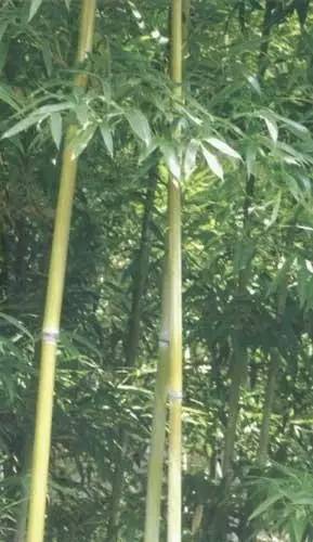小琴丝竹和黄金间碧竹的区别