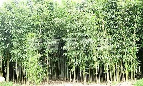 小琴丝竹和黄金间碧竹的区别