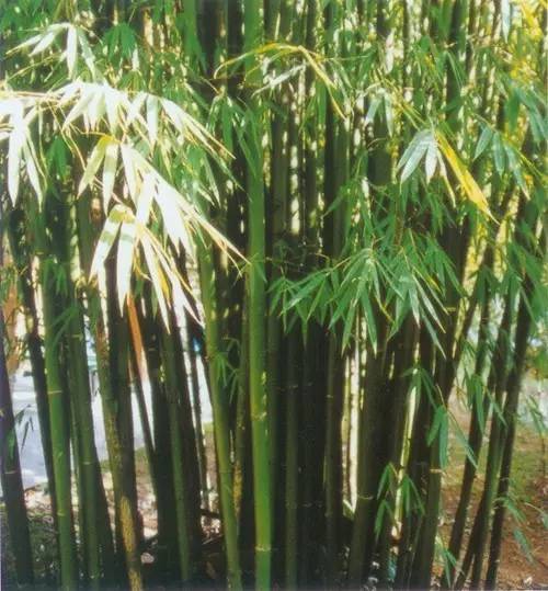 小琴丝竹和黄金间碧竹的区别