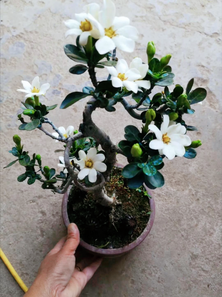 香叶树盆景图片欣赏
