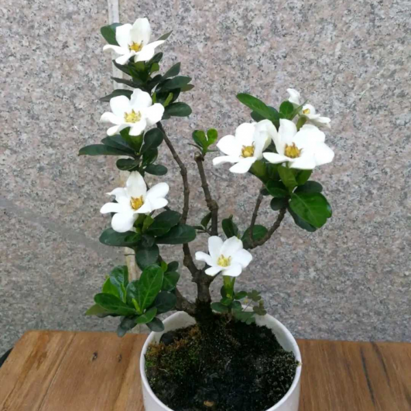 香叶树盆景图片欣赏