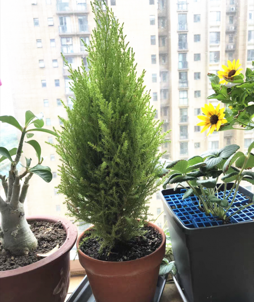 香叶树盆景图片欣赏