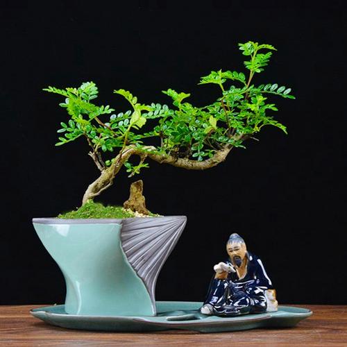 香叶树盆景图片欣赏