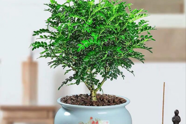 香叶树盆景图片欣赏