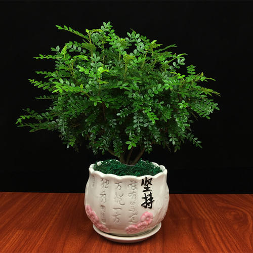 香叶树盆景图片欣赏