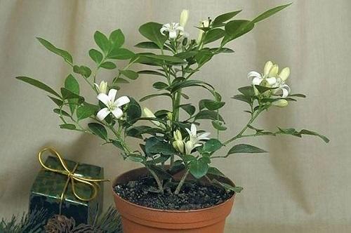 九里香盆栽好养吗