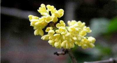 桂花小苗怎么养护 盆栽桂花栽培养护方法