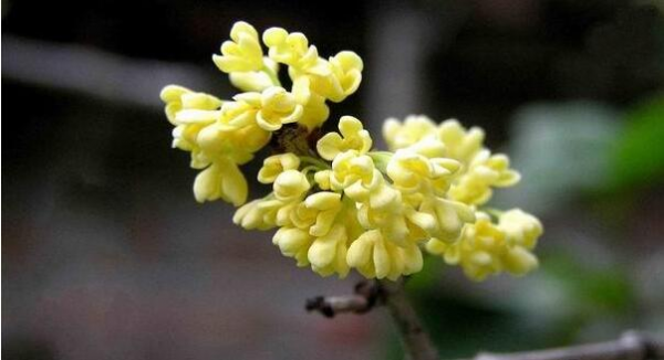 桂花小苗怎么养护
