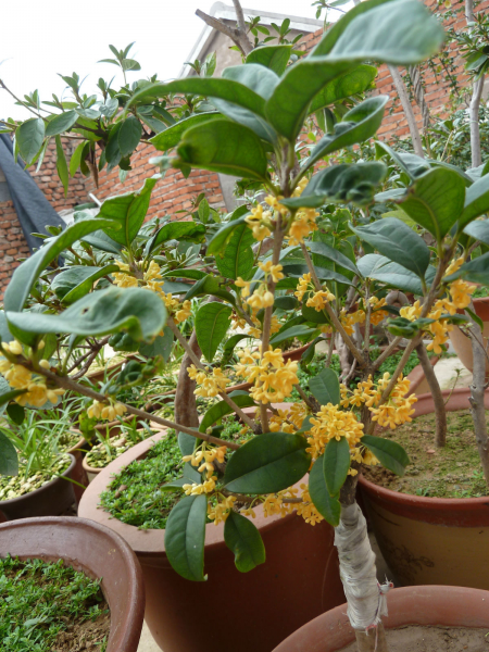 桂花小苗怎么养护